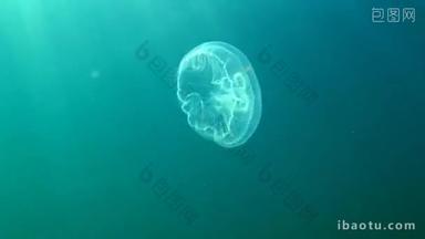 黑海动物区系。奥里莉亚藻 （月亮水母、 月亮水母、 普通水母或飞碟<strong>果冻</strong>） 是水母属广泛研究的物种
